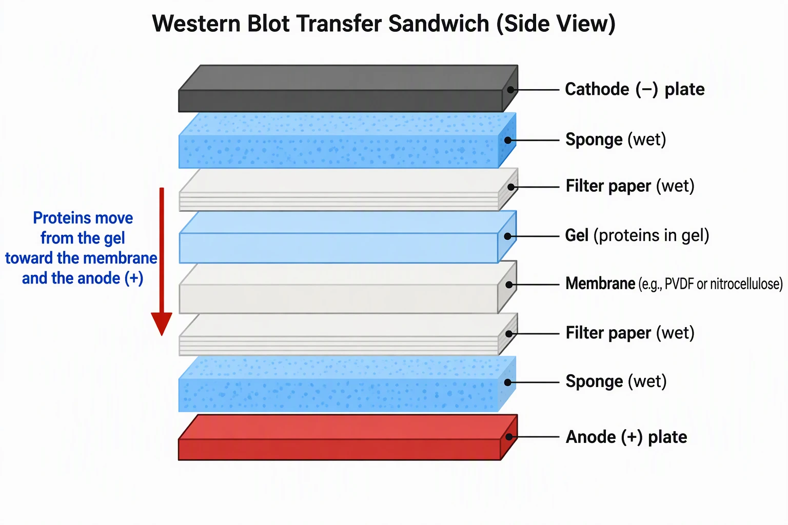 AI-generated exploded side view of a western blot transfer sandwich with labeled layers