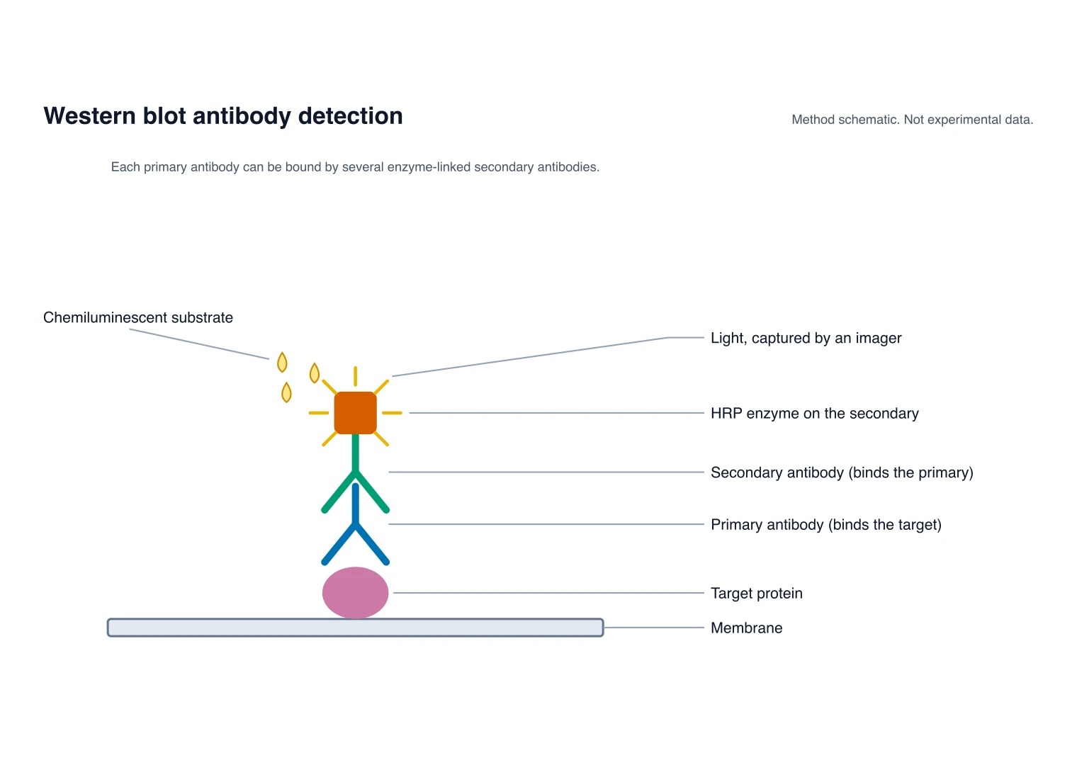 Schematic of a target protein on a membrane bound by a primary antibody, an HRP-conjugated secondary antibody, substrate and light