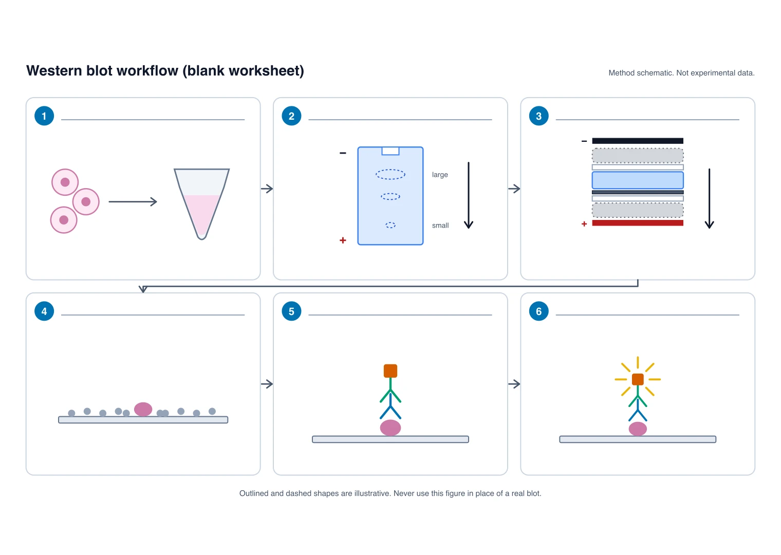 Blank six-step western blot workflow worksheet with numbered boxes and empty label lines