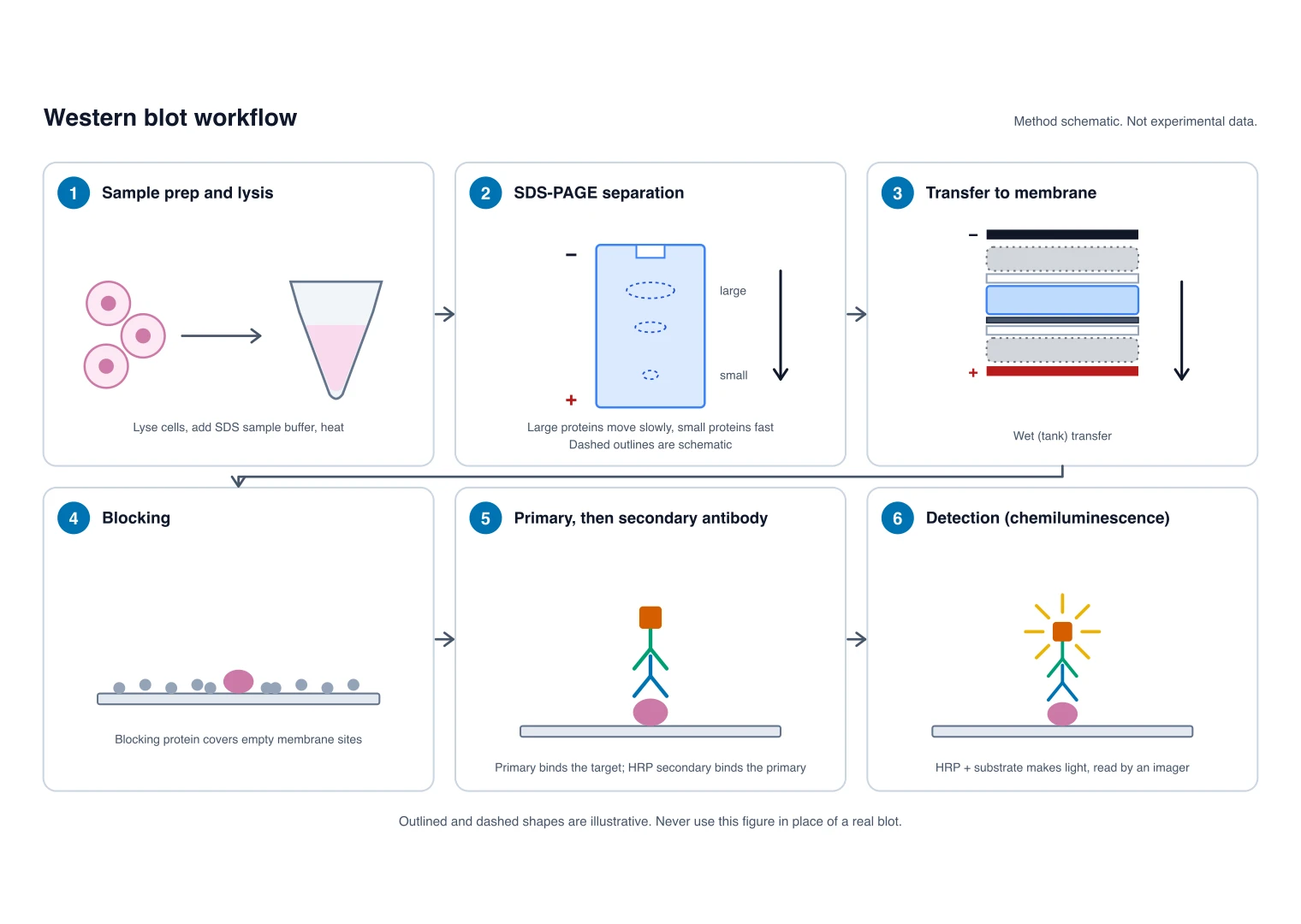 Six-step western blot workflow diagram: lysis, SDS-PAGE, transfer, blocking, primary and secondary antibody, detection