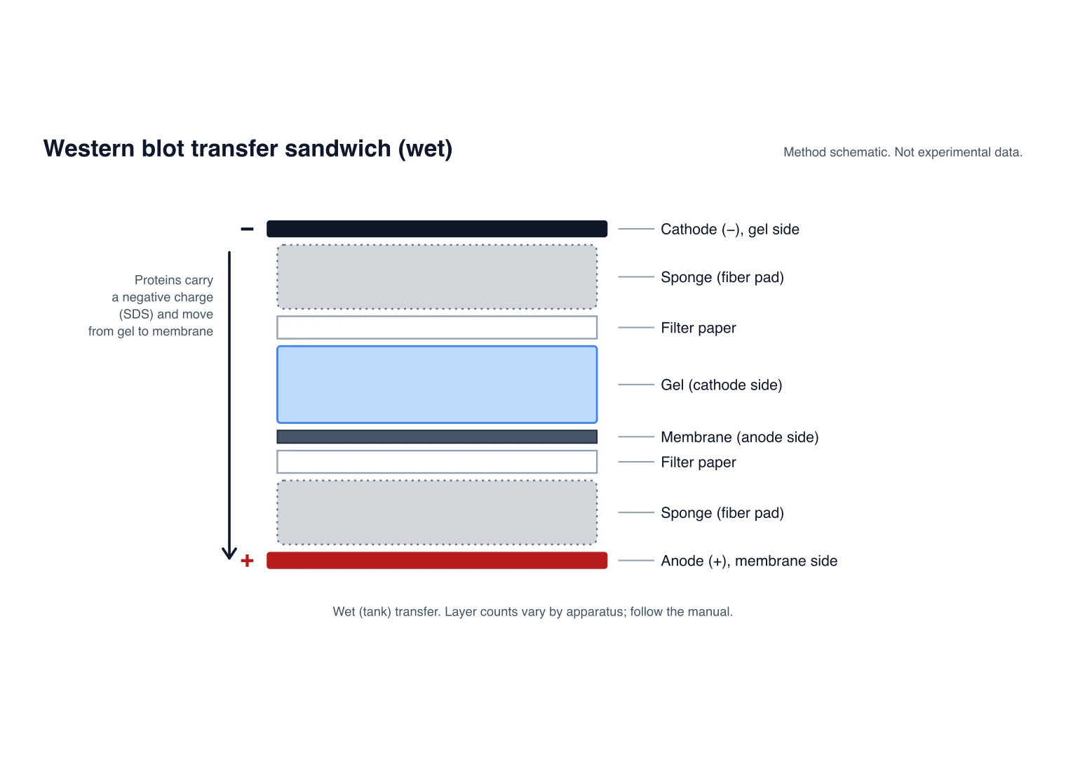 Western blot transfer sandwich from cathode to anode: sponge, filter paper, gel, membrane, filter paper, sponge