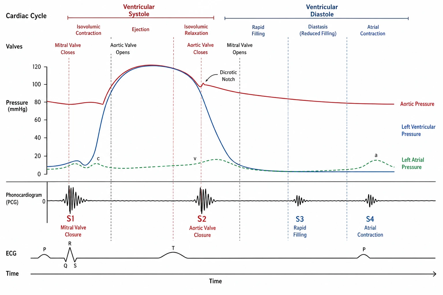 AI-generated cardiac cycle figure highlighting S1 and S2 heart sounds under stacked pressure traces