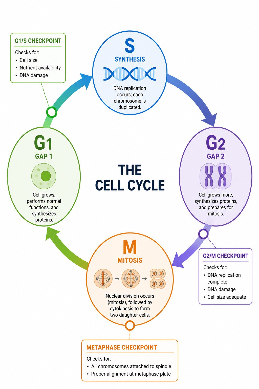 Cell cycle